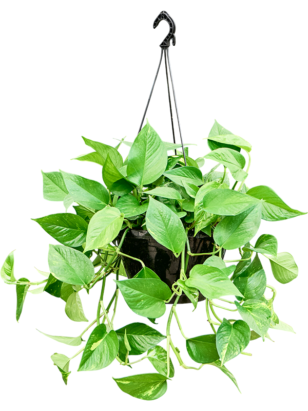 Scindapsus (Epipremnum) 'Aureum' (60-80)