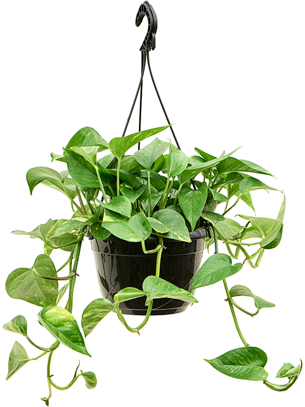 Scindapsus (Epipremnum) 'Aureum'