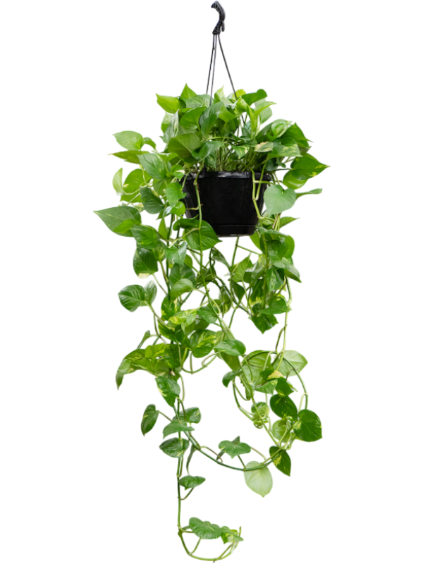 Scindapsus (Epipremnum) 'Aureum'