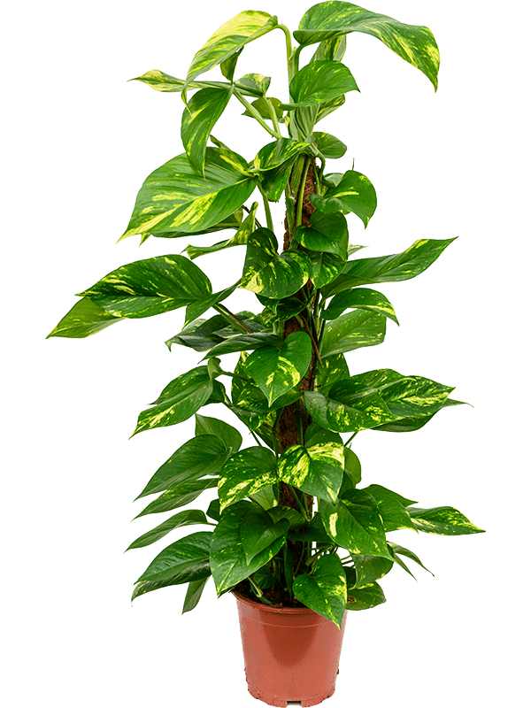 Scindapsus (Epipremnum) 'Aureum'