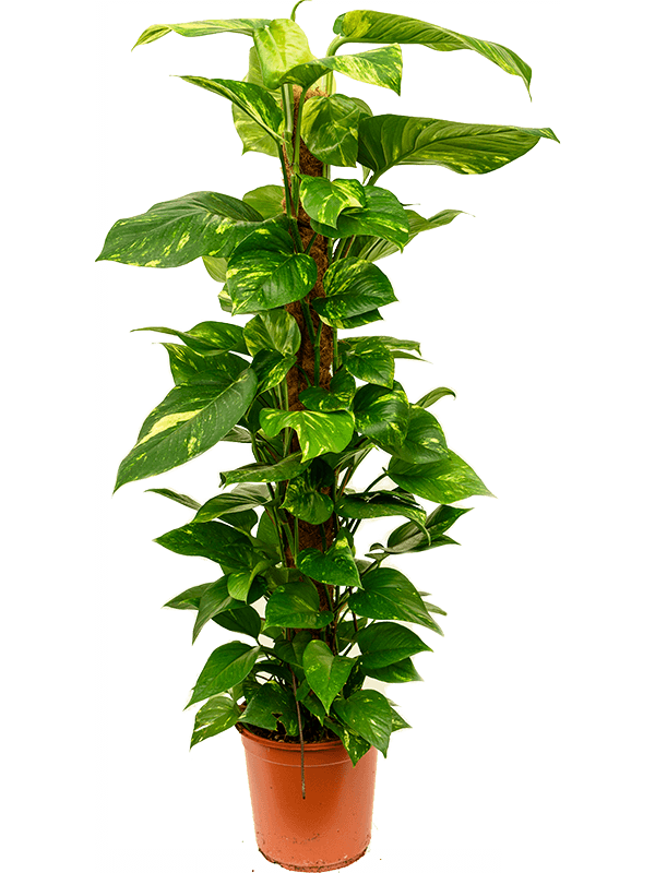Scindapsus (Epipremnum) 'Aureum'