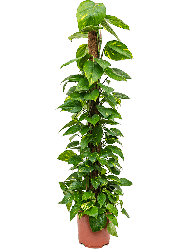 Scindapsus (Epipremnum) 'Aureum'