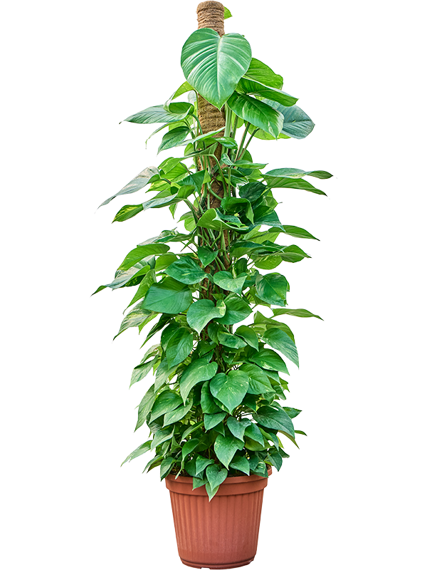 Scindapsus (Epipremnum) 'Aureum'