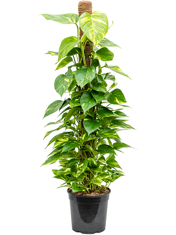 Scindapsus (Epipremnum) 'Aureum'