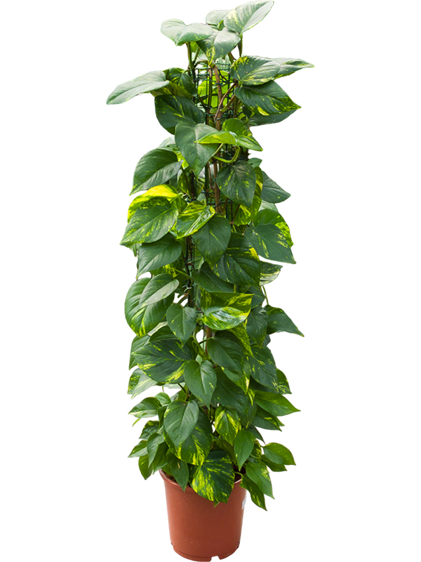 Scindapsus (Epipremnum) 'Aureum'