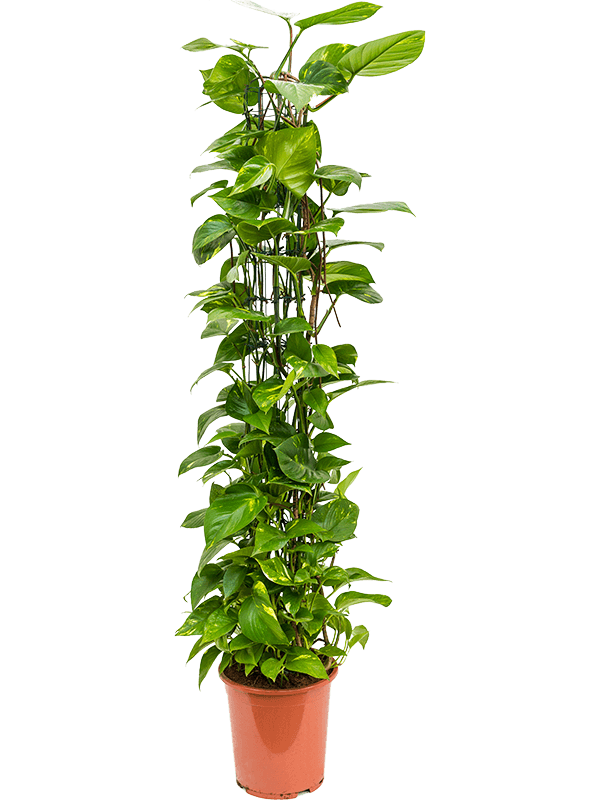 Scindapsus (Epipremnum) 'Aureum'