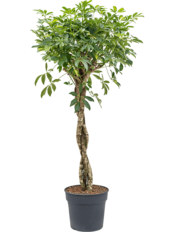 Schefflera arboricola 'Gold Capella'