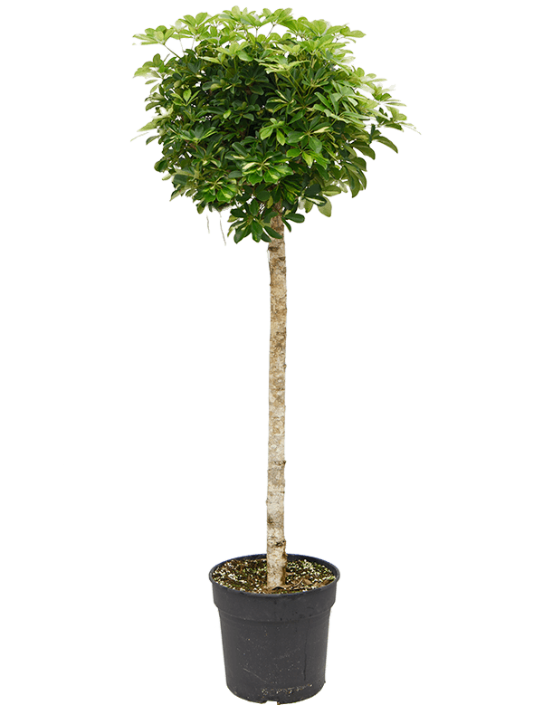Schefflera arboricola 'Gold Capella'