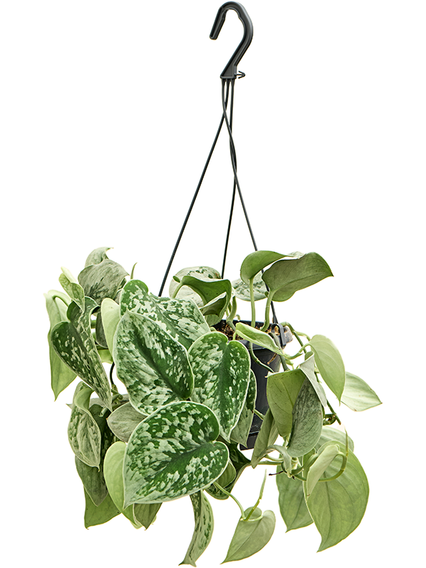 Scindapsus pictus 'Silvery Ann'