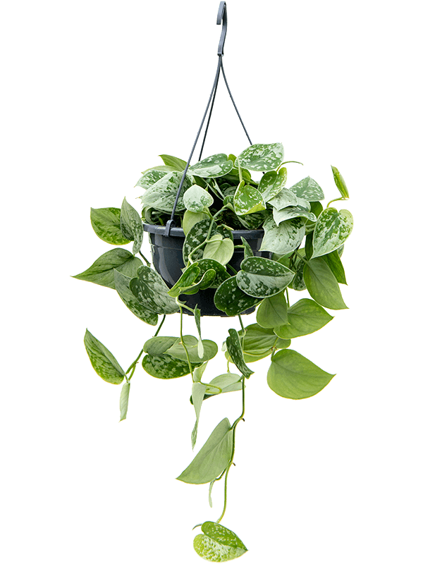 Scindapsus pictus 'Silvery Ann'