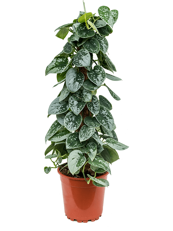 Scindapsus pictus 'Silvery Ann'