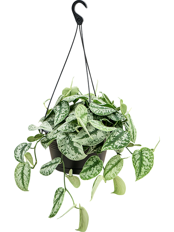 Scindapsus pictus 'Trebie'