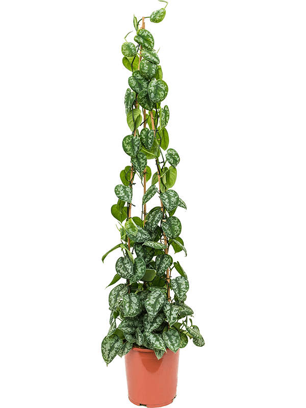 Scindapsus pictus 'Trebie'