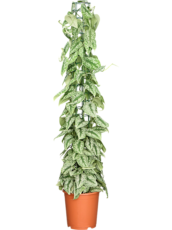 Scindapsus pictus 'Trebie'