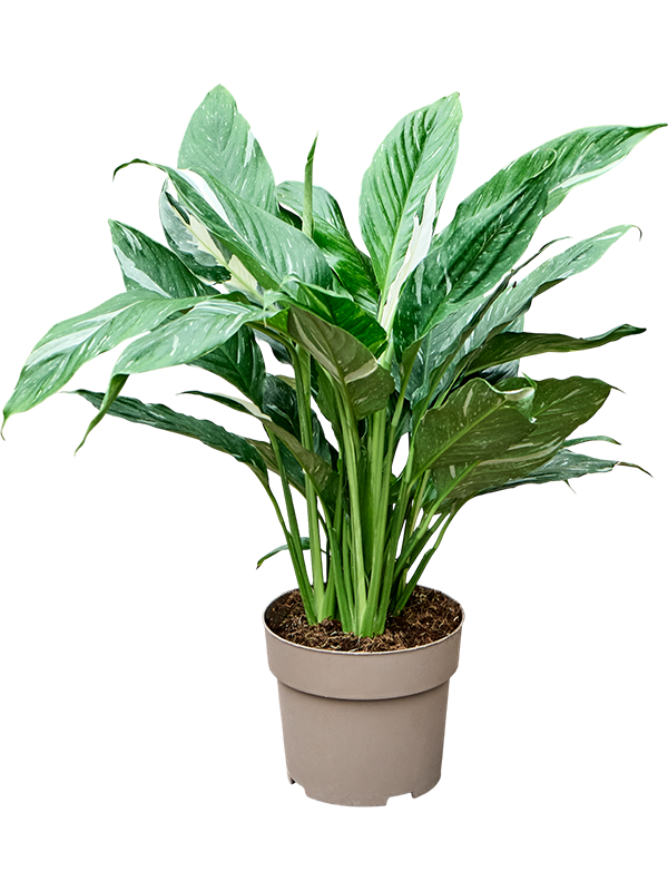 Spathiphyllum 'Diamond'