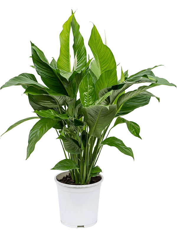 Spathiphyllum 'Sweet Lauretta'