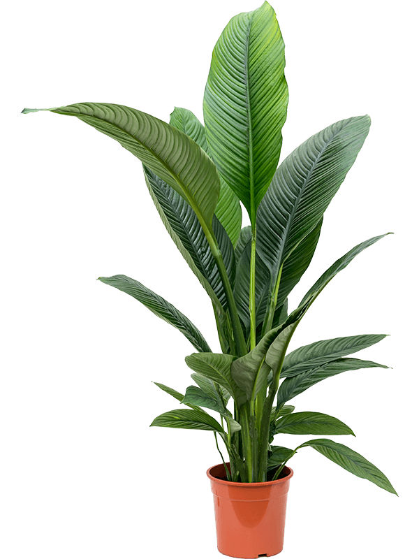 Spathiphyllum 'Sensation'