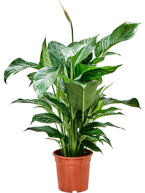 Spathiphyllum 'Sweet Lauretta'