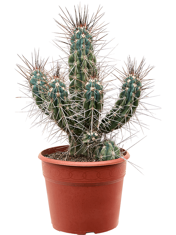 Stetsonia coryne