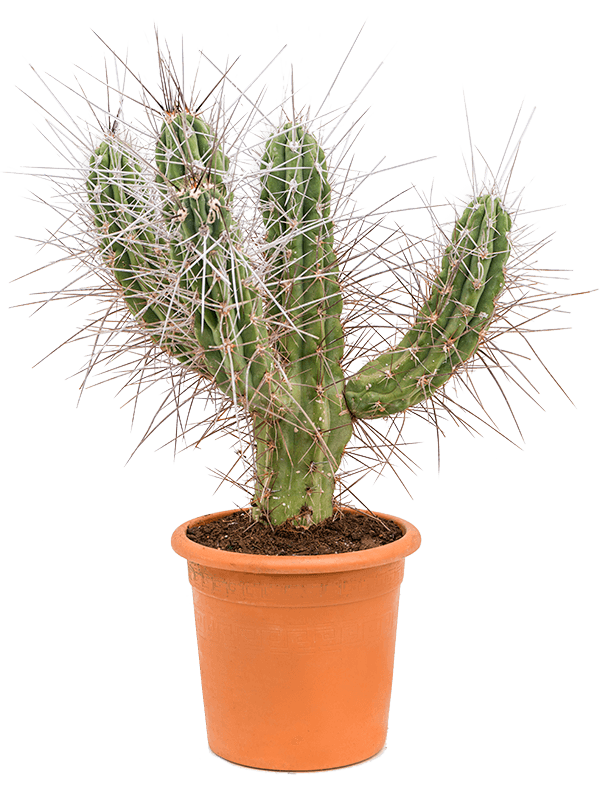 Stetsonia coryne
