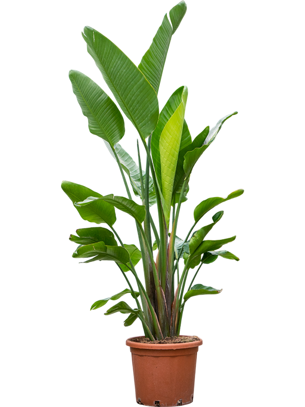 Strelitzia nicolai (200-250)