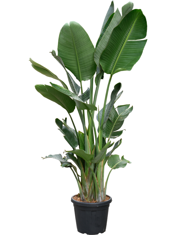 Strelitzia nicolai (200-220cm)