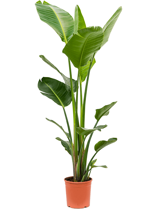 Strelitzia nicolai (120-160)