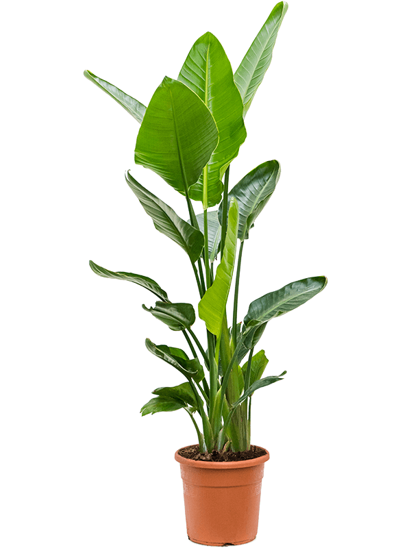 Strelitzia nicolai