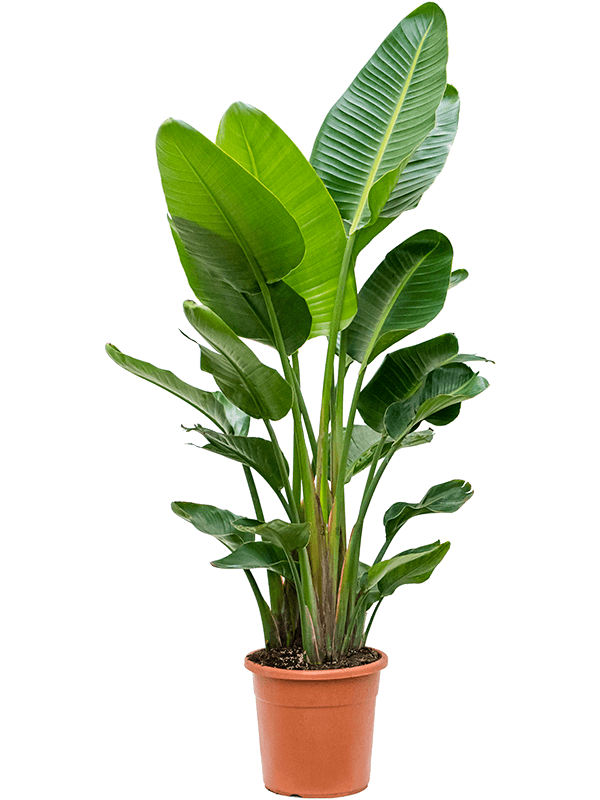 Strelitzia nicolai (150-170)