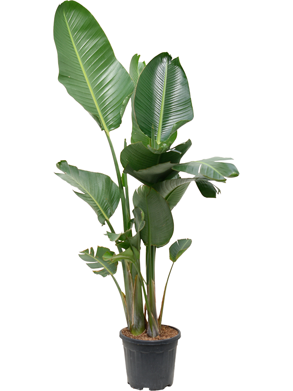 Strelitzia nicolai (160-190)