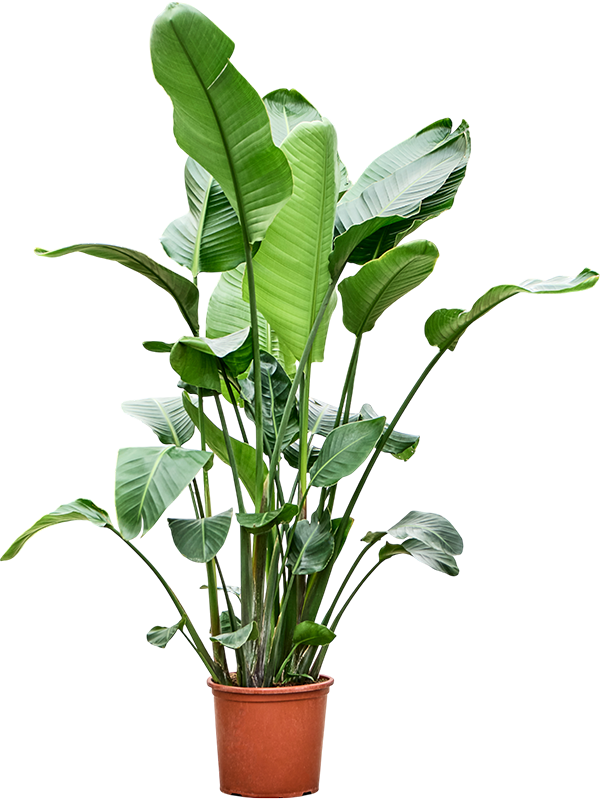 Strelitzia nicolai