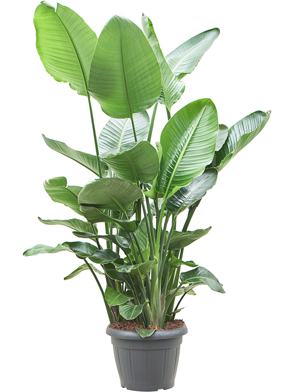 Strelitzia nicolai