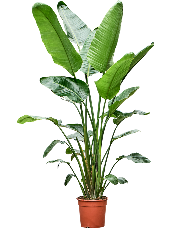 Strelitzia nicolai