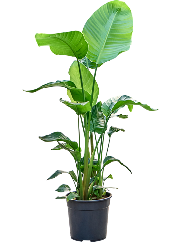 Strelitzia nicolai (100-120)