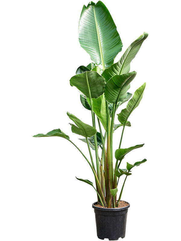 Strelitzia nicolai (210-230)