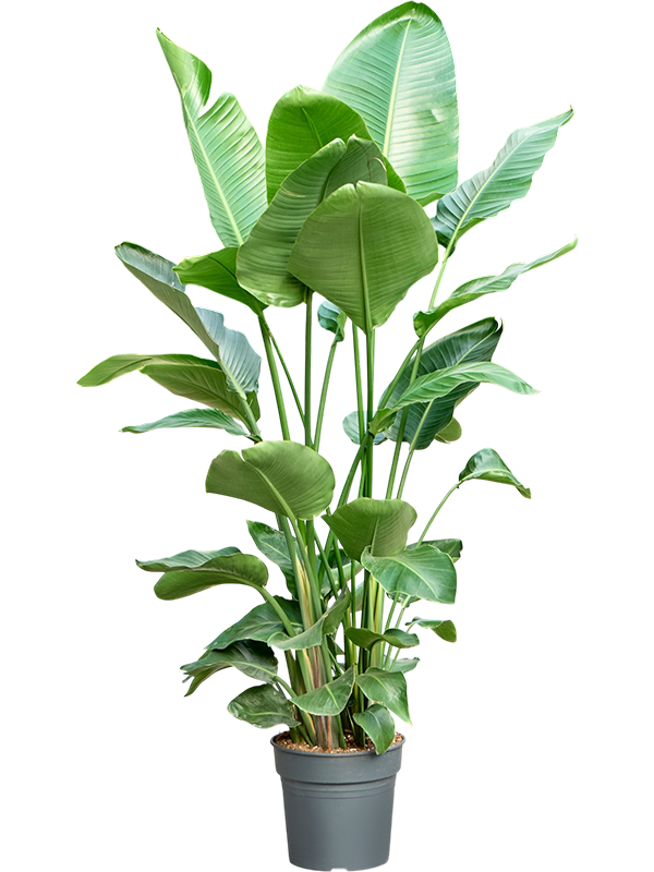 Strelitzia nicolai