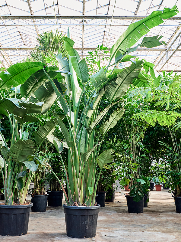 Strelitzia nicolai
