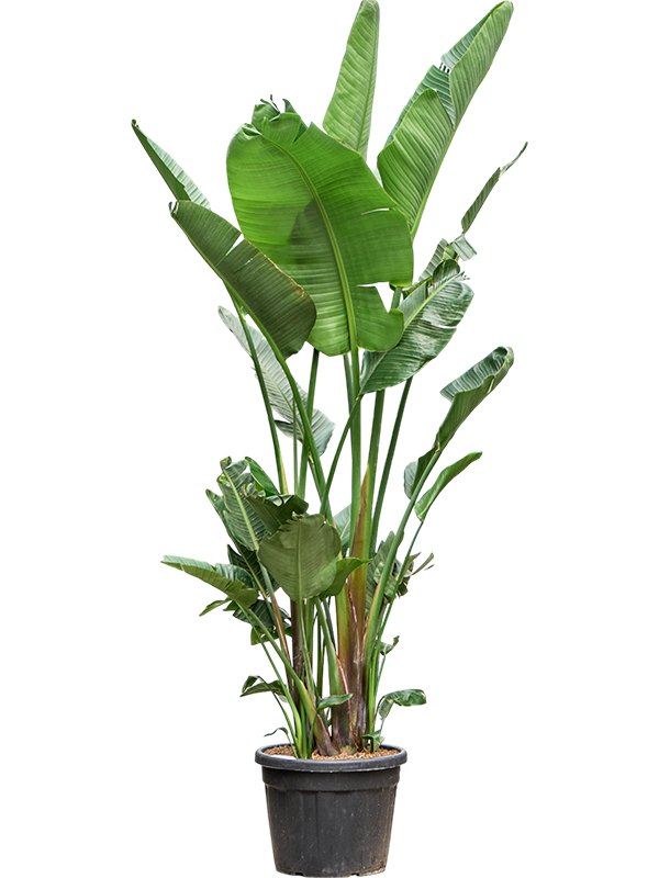 Strelitzia nicolai (250-350)