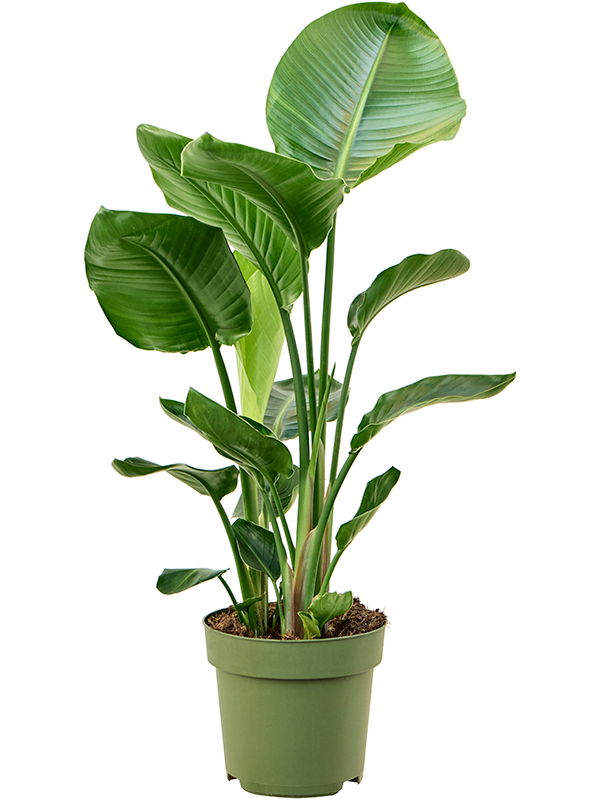 Strelitzia nicolai