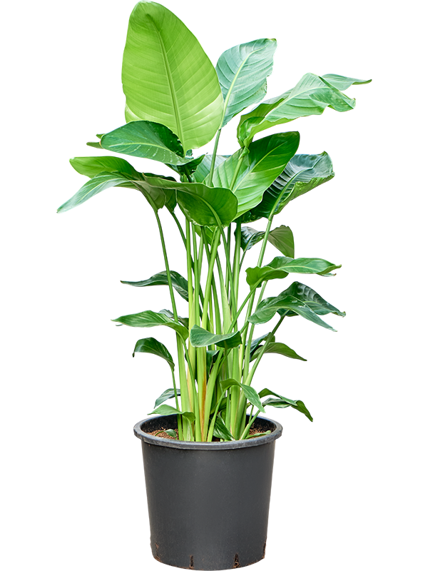 Strelitzia nicolai (140-150)