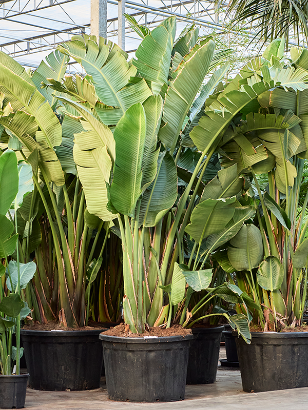 Strelitzia nicolai (320-350cm)