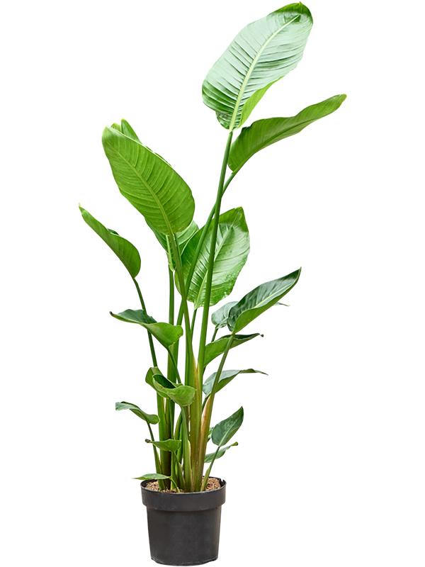 Strelitzia nicolai