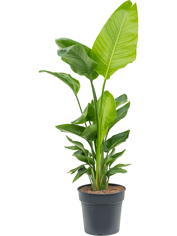 Strelitzia nicolai (120-160)