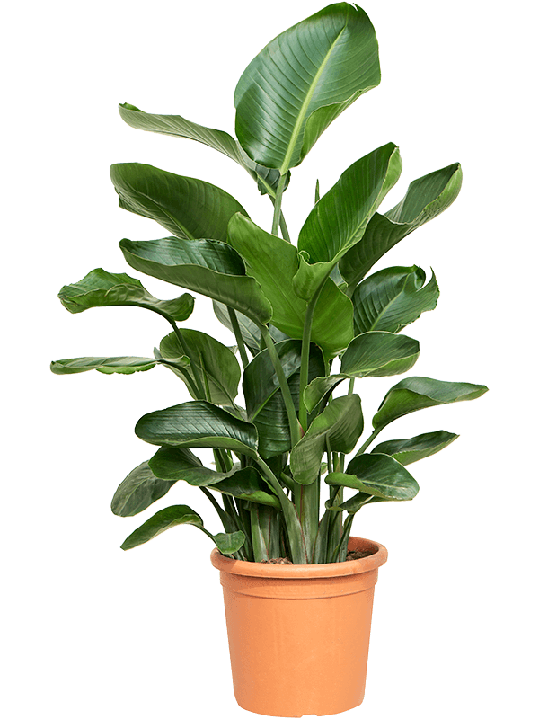Strelitzia nicolai