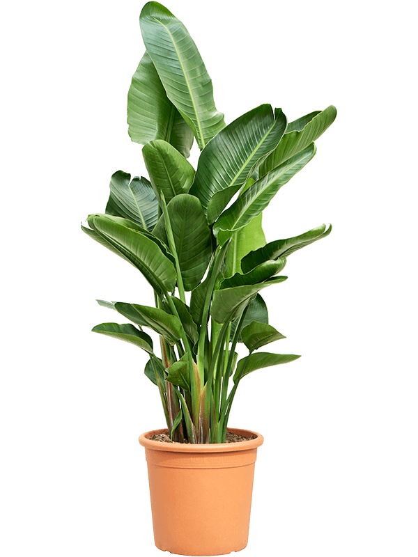 Strelitzia nicolai (130-160)