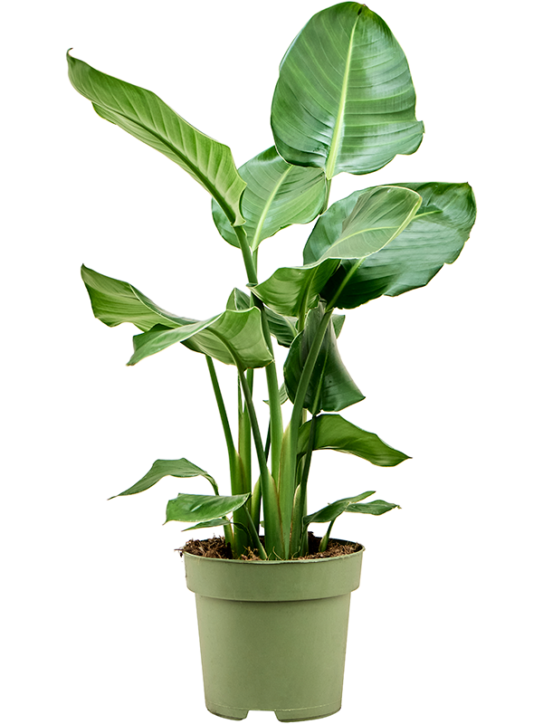 Strelitzia nicolai