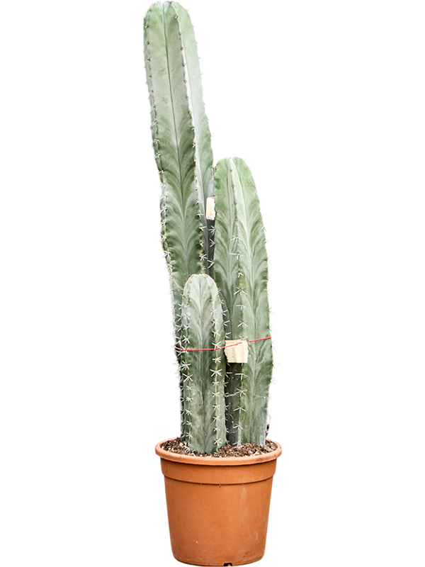 Stenocereus pruinosus