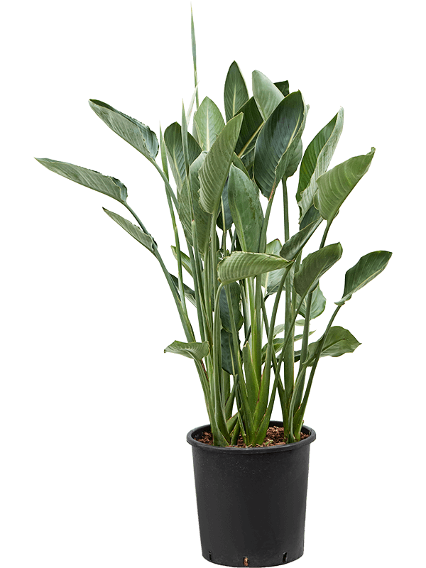 Strelitzia reginae