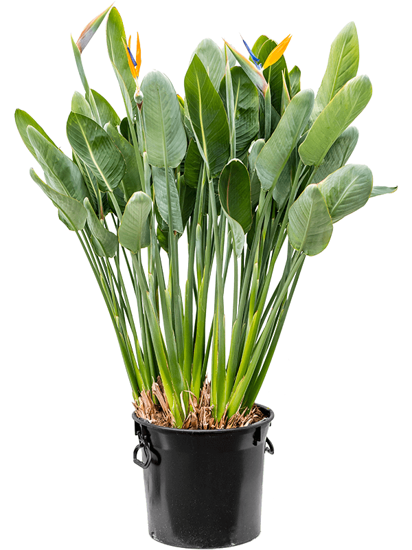 Strelitzia reginae