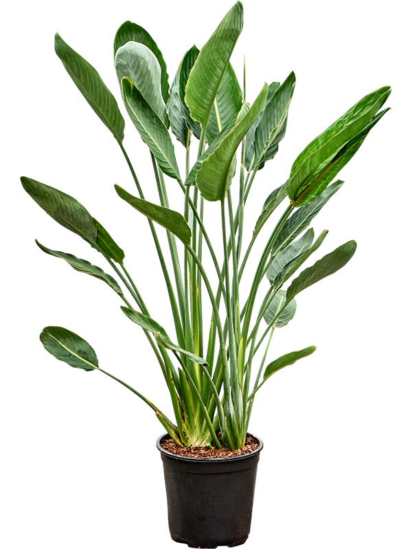 Strelitzia reginae